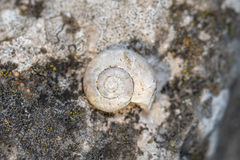 Oxychilus draparnaudi