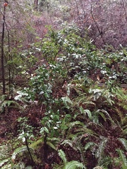 Notholithocarpus densiflorus densiflorus