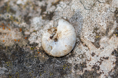 Oxychilus draparnaudi