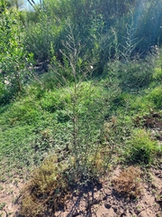 Symphyotrichum subulatum squamatum