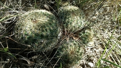 Coryphantha recurvata recurvata