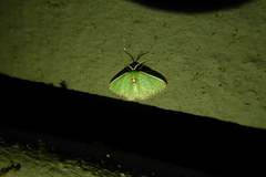 Comibaena leucospilata