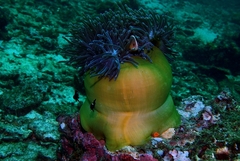 Heteractis magnifica