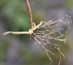 Selaginella fulcrata