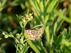 Burnsius orcynoides