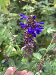 Salvia polystachia