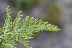 Selaginella fulcrata