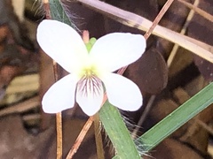 Viola lanceolata