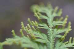 Selaginella fulcrata