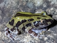 Kassina senegalensis