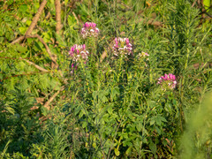Cleome houtteana