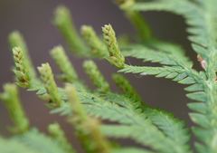 Selaginella fulcrata