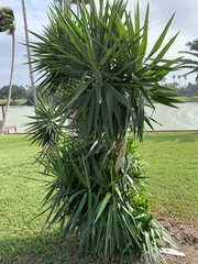 Yucca gigantea
