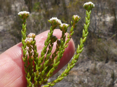 Phylica parvula