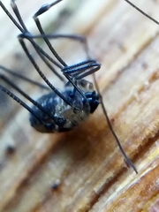 Mitostoma chrysomelas