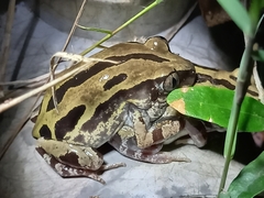 Kassina senegalensis