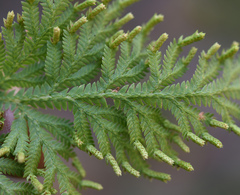 Selaginella fulcrata