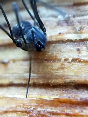 Mitostoma chrysomelas