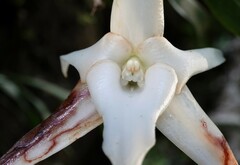 Angraecum sesquipedale