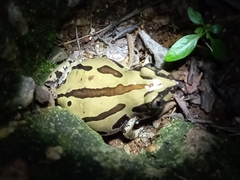 Kassina senegalensis