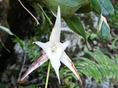 Angraecum sesquipedale
