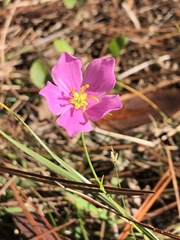 Sabatia grandiflora
