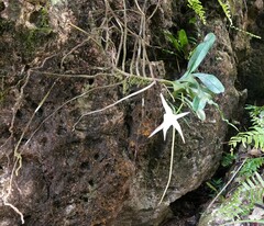 Angraecum sesquipedale