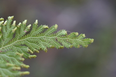 Selaginella fulcrata