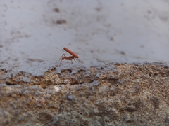 Acromyrmex octospinosus