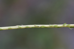 Selaginella fulcrata