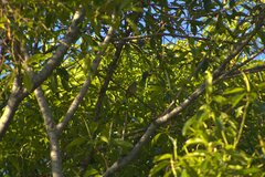 Ptiliogonys cinereus