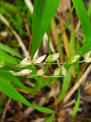 Melica uniflora