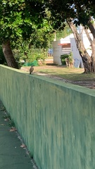 Mimus saturninus