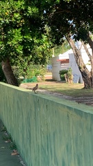 Mimus saturninus