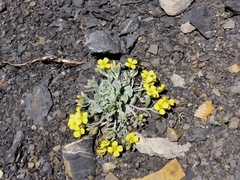 Physaria didymocarpa
