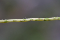 Selaginella fulcrata