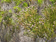 Leucadendron linifolium