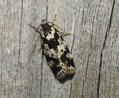 Barea confusella