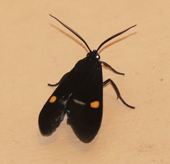 Aclytia