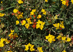 Lotus corniculatus