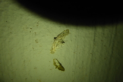 Parapoynx diminutalis