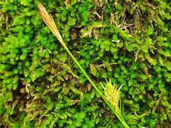 Carex michelii