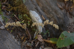 Selaginella fulcrata