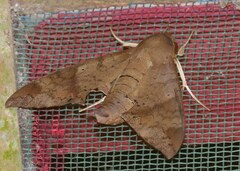 Pachylioides resumens