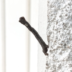 Lepidoptera