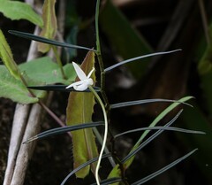 Angraecum filicornu image