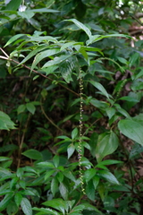 Gonzalagunia hirsuta