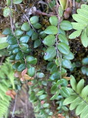 Sphyrospermum buxifolium