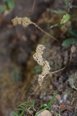 Selaginella fulcrata