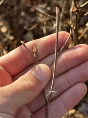 Rhododendron viscosum